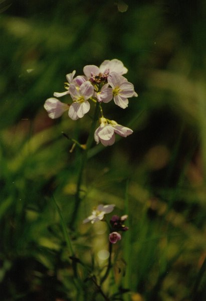 2001 04 28 bloem noord aa